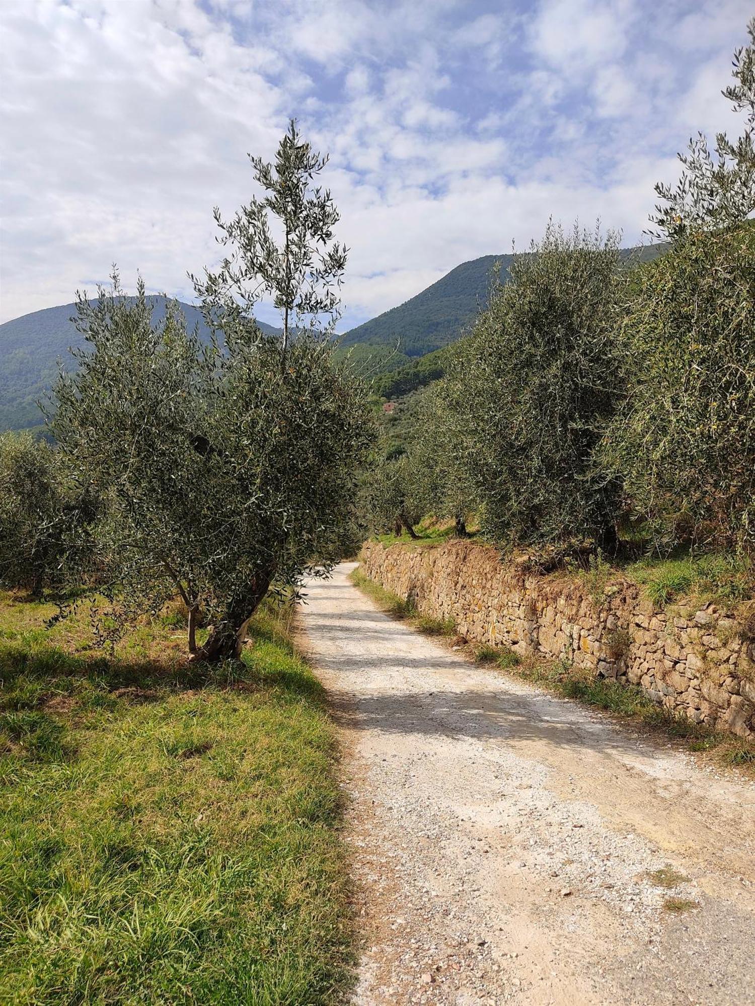 Olive House Tuscany - Zona Pisa Calci Exterior photo
